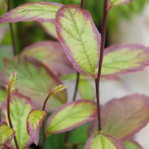 Parrotia Persica Persian Spire