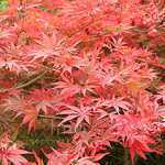 Acer Palmatum 