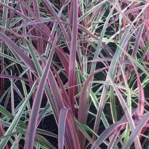 Cordyline Australis Can Can Cabbage Palm