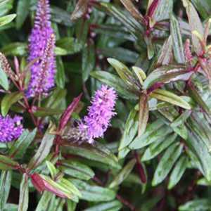 Hebe Mrs Winder (Warleyensis)