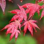 Acer Palmatum 