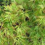 Acer Palmatum 