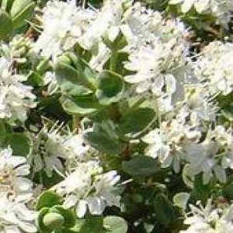 Hebe White Gem
