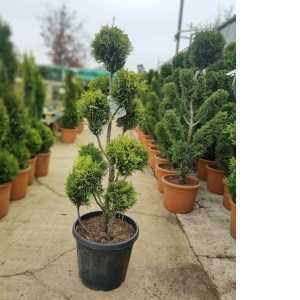 Cupressocyparis Leylandii 'Gold Rider 22ltr 100-120cm Pom Pom