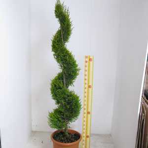 Cupressus Macrocarpa Goldcrest 25ltr 150-160 Spiral
