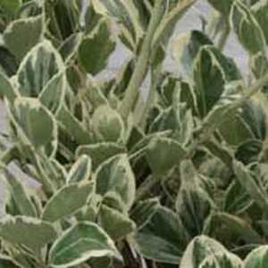 Euonymus Japonicus President Gaulthier Trellis Climber 1.4mtr 20ltr