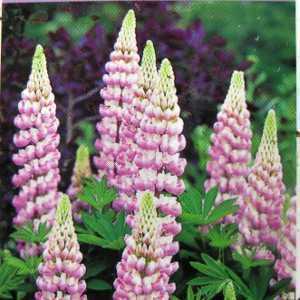 Lupin Lupinus Pink Bi-Colour