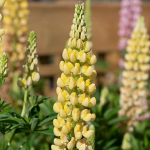 Lupin Legendary Yellow Shades