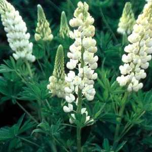 Lupin Legendary White Shades