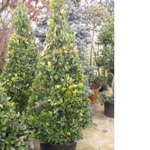 Laurus Nobilis Bay Cone / Pyramid180cm 90ltr