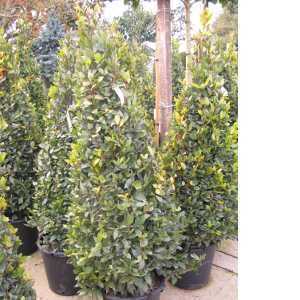 Laurus Nobilis Bay Cone / Pyramid 140-160cm 35ltr