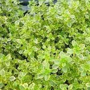 Thyme Lemon Thymus Citriodorus 2ltr x 10 Plants