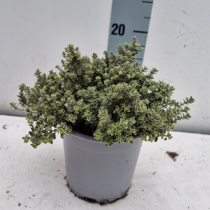 Thyme Thymus Lady D