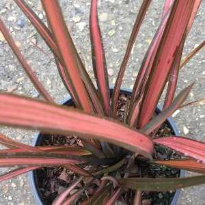 Phormium Pink Panther New Zealand Flax