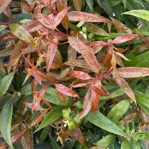 Leucothoe Keiskei Burning Love