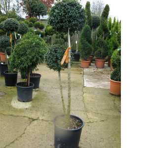 Ligustrum Jonandrum 2 Ball 19ltr