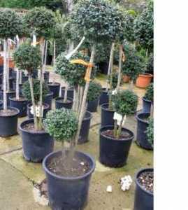 Ligustrum Jonandrum 3 Ball Trio