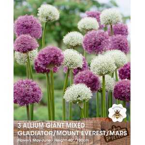 Allium Giant Flowering Mix Bulbs 3 Per Pack