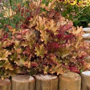 Heuchera Marmalade (Coral Bells)