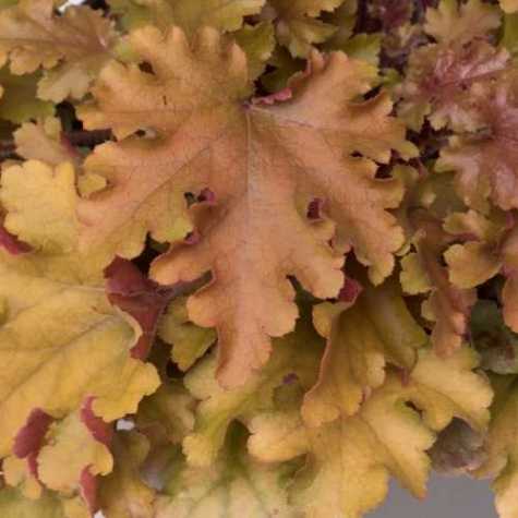 Heuchera Marmalade (Coral Bells)