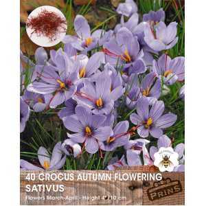 Autumn Flowering Crocus Sativus Bulbs (Saffron Crocus) 40 per pack