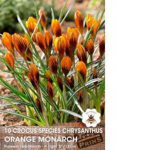 Crocus Species Chrysanthus Orange Monarch Bulbs 10 Per Pack