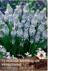 Muscari Armeniacum Peppermint (Grape Hyacinth) Bulbs 15 Per Pack