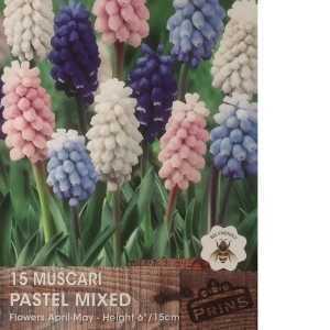 Muscari Armeniacum Pastel Mix (Grape Hyacinth) Bulbs 15 Per Pack