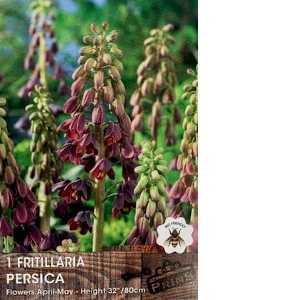 Fritillaria Persica Bulb 1 Per Pack