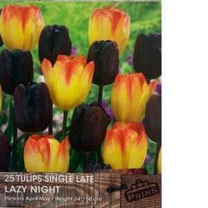 Tulip Bulbs Single Late Lazy Night (Mixed) 25 Per Pack