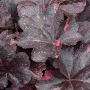 Heuchera Midnight Rose