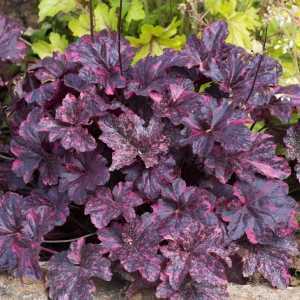 Heuchera Midnight Rose