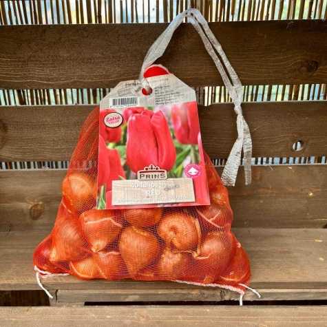 Tulip Bulbs Red 40 Per Sack