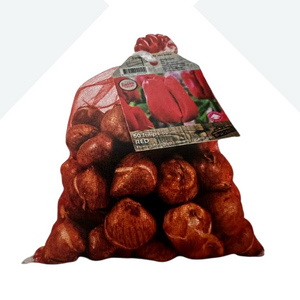 Tulip Bulbs Red 50 Per Sack