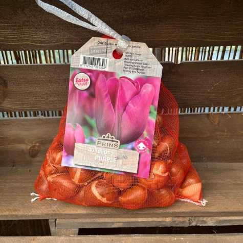Tulip Bulbs Purple 40  Per Sack