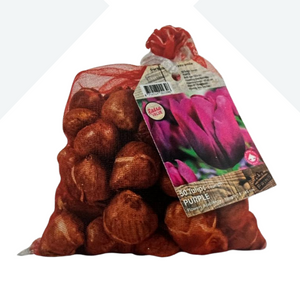 Tulip Bulbs Purple 50  Per Sack