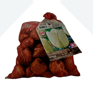 Tulip Bulbs White 50 Per Sack