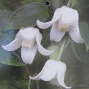 Clematis Urophylla Winter Beauty