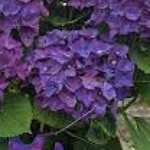 Hydrangea Macrophylla  Deep Purple Dance Music Collection