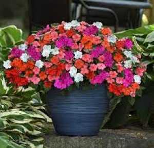 Busy Lizzie (Impatiens) Mixed 10 Per Pack