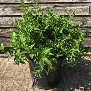 Cistus Decumbens (Rock Rose)