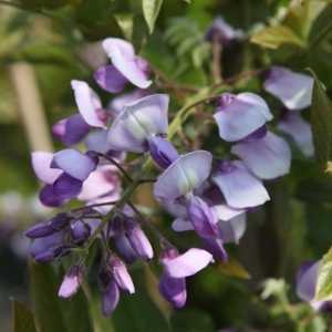 Wisteria brachybotrys 