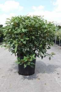 Viburnum globosum 