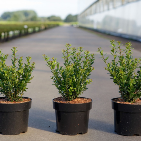 Ilex Crenata Caroline Upright Japanese Holly