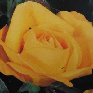 Arthur Bell Climbing Rose