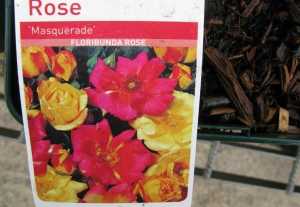 Masquerade Floribunda Rose