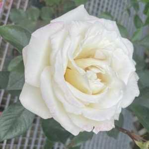 Silver Wedding Hybrid Tea Rose