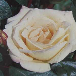 Silver Wedding Hybrid Tea Rose