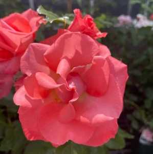 Alfresco Rambler (Climbing) Rose