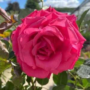 Dizzy Heights Climbing Rose